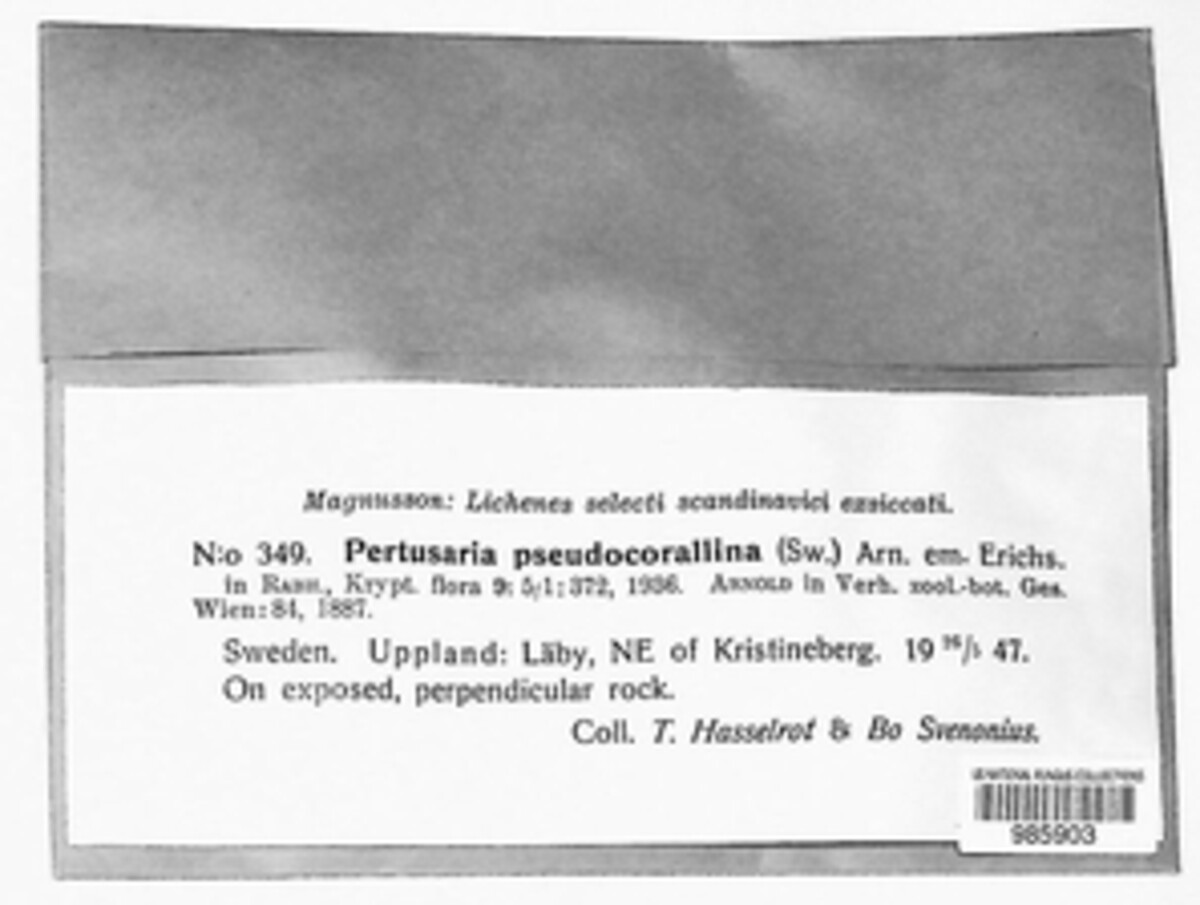 Pertusaria pseudocorallina image